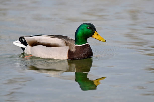 male mallard duck (Anas platyrhynchos)