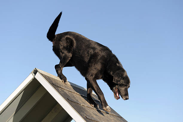 istock senior labrador retriever in agility 137152431