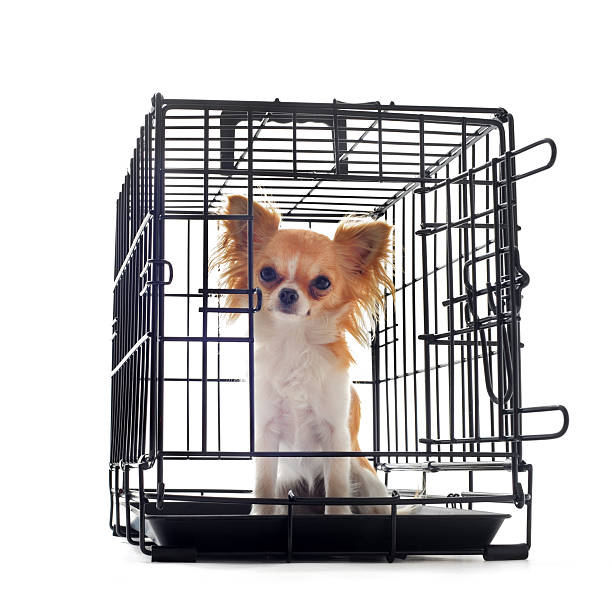 istock chihuahua in kennel 137152448