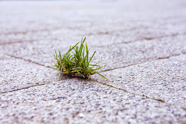 little weed on a street stock photo