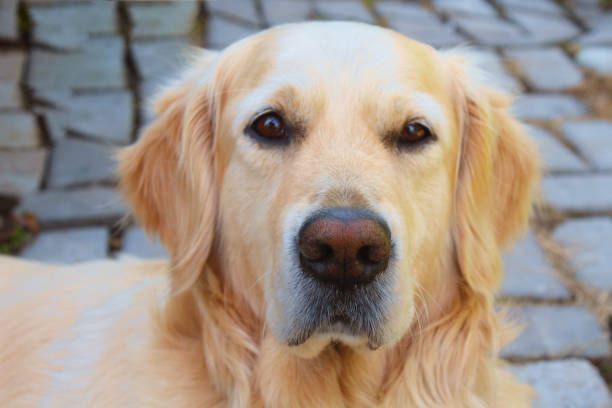 istock Beautiful retriever looking at the camera. Close-up. Background. 1371526096