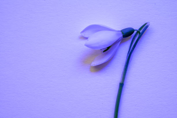 This are Snowdrops, Galanthus picked in spring and photographed in the studio