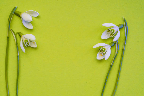 This are Snowdrops, Galanthus picked in spring and photographed in the studio