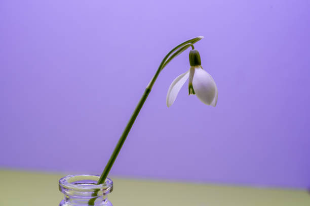 This are Snowdrops, Galanthus picked in spring and photographed in the studio
