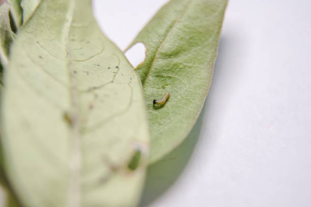 istock First instar Monarch caterpillar walking on leaf. Tiny caterpillar of Plain Tiger butterfly crawling on Milkweed leaf. New born caterpillar. Baby caterpillar 1371528043