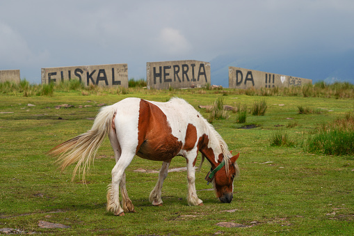 Small wild horse at the top of the Artzamendi mountain, in the Basque Country