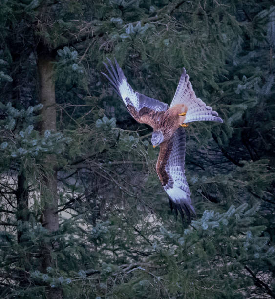 istock A Red Kite ( Milvus Milvus) in mid air, diving 1371530620