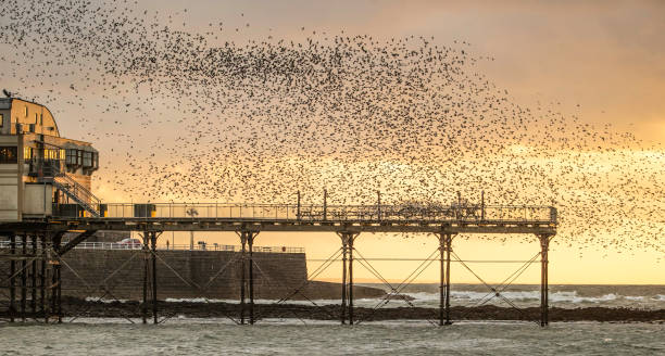 istock A starling (Sturnus vulgaris) murmuration in evening light over Aberystwyth Pier, Wales. 1371530644