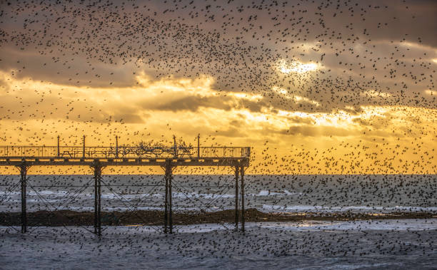 istock A starling (Sturnus vulgaris) murmuration in evening light over Aberystwyth Pier, Wales. 1371530681