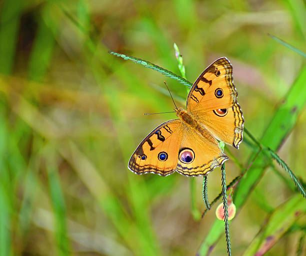 Peacock pansy butterfly stock photo