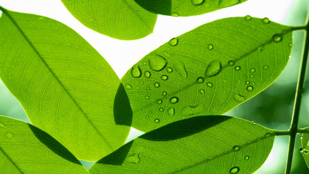istock Water on leave background, Green leaf nature 1371533922