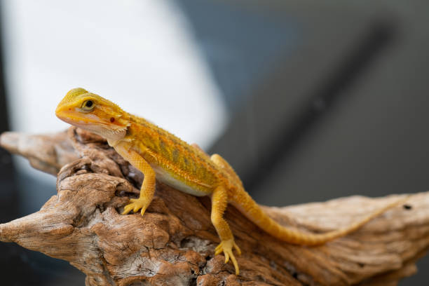 istock bearded dragon on ground with blur background 1371533965