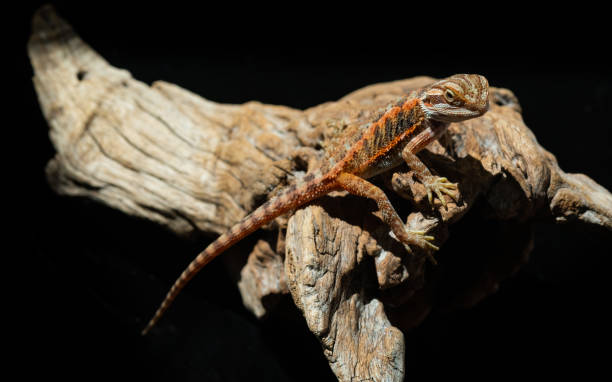 istock bearded dragon on ground with blur background 1371533982