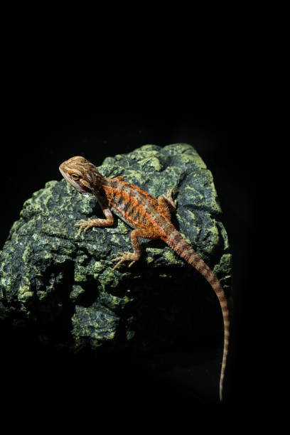istock bearded dragon on ground with blur background 1371533992