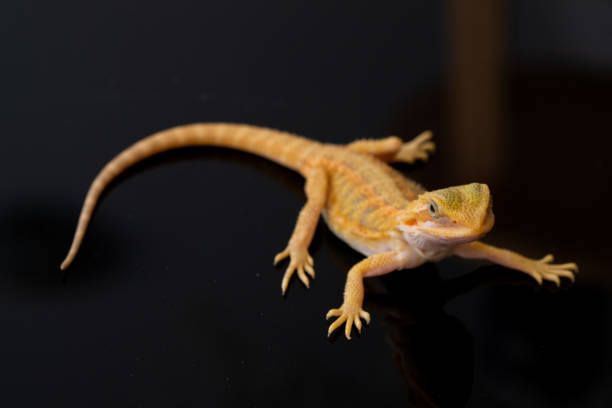 istock bearded dragon on ground with blur background 1371534012