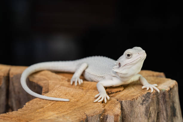 istock bearded dragon on ground with black background 1371534697