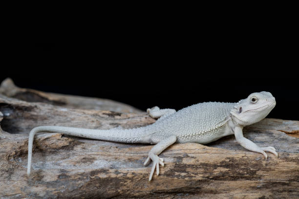 istock bearded dragon on ground with black background 1371534792