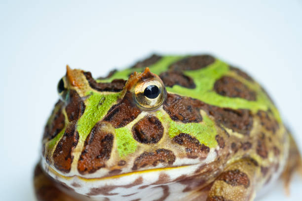 istock closeup argentine horned frog on white background 1371536131