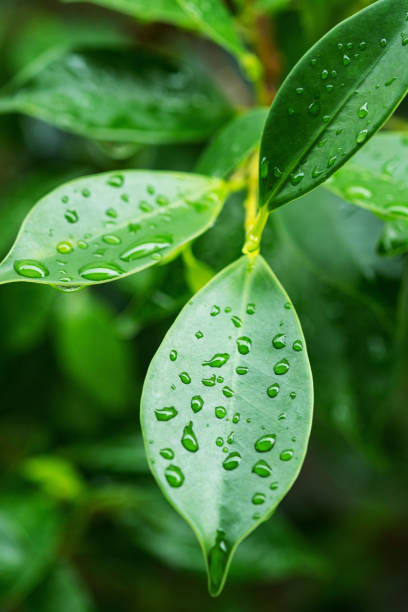 istock Water on leave background, Green leaf nature 1371536241