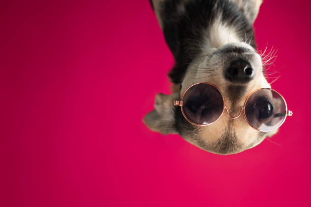 istock puppy terrier in sunglasses on a pink background inverted, funny cool 1371536734