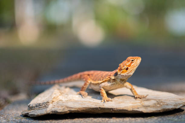 istock bearded dragon on ground with blur background 1371538632