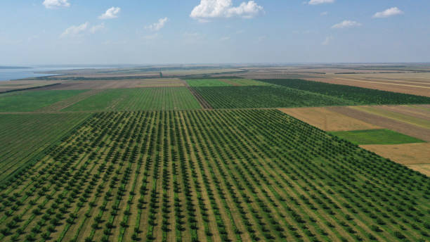 istock aerial view over agricultural gardens in spring time 1371539514