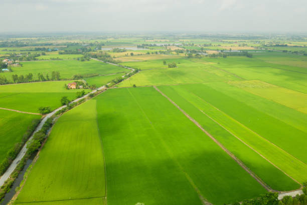 istock Field rice with landscape green pattern nature background 1371539577