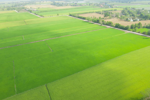 istock Field rice with landscape green pattern nature background 1371539583