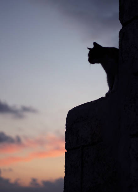 Relaxing Cat awakes at sunrise looking over the Harbour