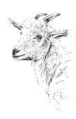 istock head goat hand drawing sketch engraving illustration style 1371540016