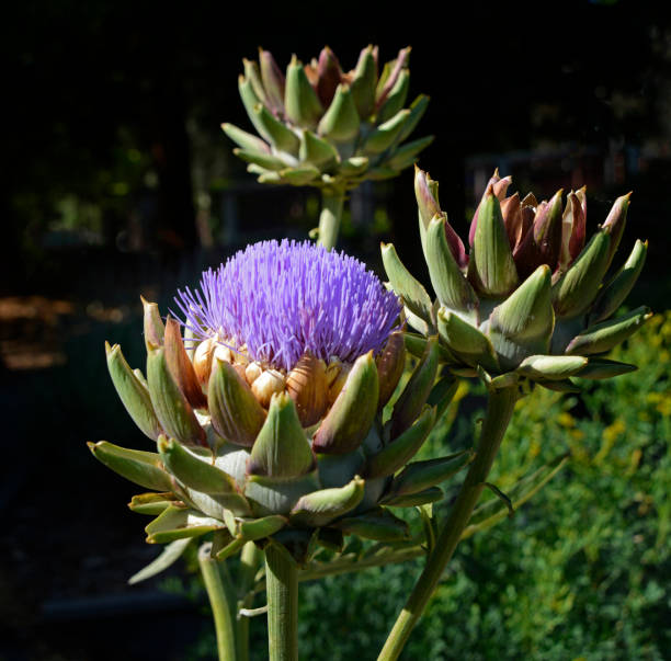 istock Blue Artichoke Flower and Buds 1371540027