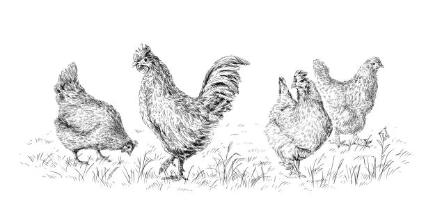 illustrazioni stock, clip art, cartoni animati e icone di tendenza di pollo e gallo mano disegno schizzo incisione stile illustrazione - young bird landscape animal bird