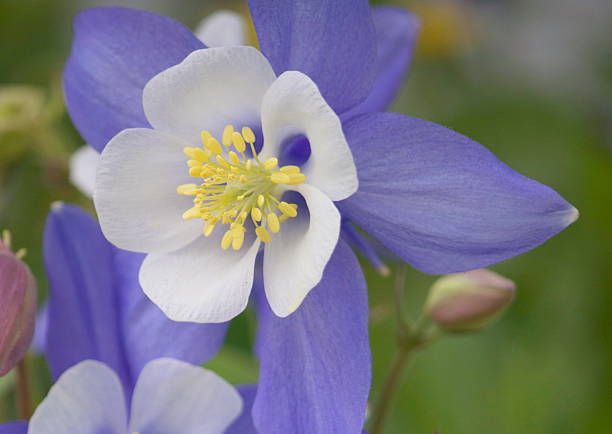 istock Colorado Blue Columbine 137154128
