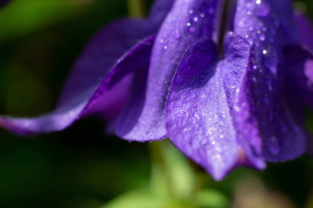 mokra maska babci lub kwiat akwilegii kwitnący w słońcu w okresie letnim - flame dew close up macro zdjęcia i obrazy z banku zdjęć