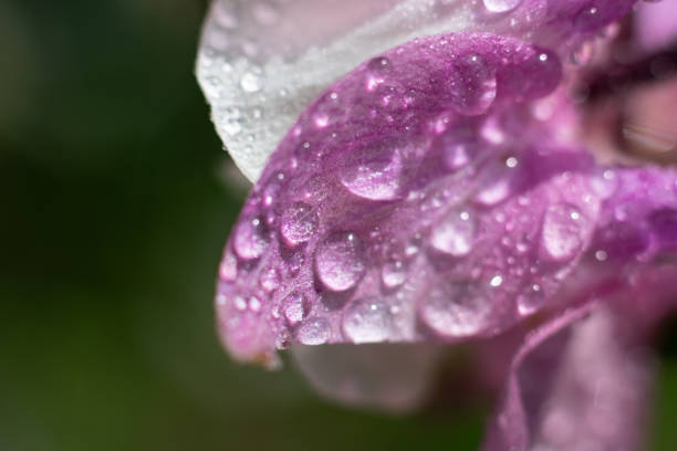 makro część kwiatowa. zbliżenie różowego płatka z dużą ilością kropli wody - flame dew close up macro zdjęcia i obrazy z banku zdjęć
