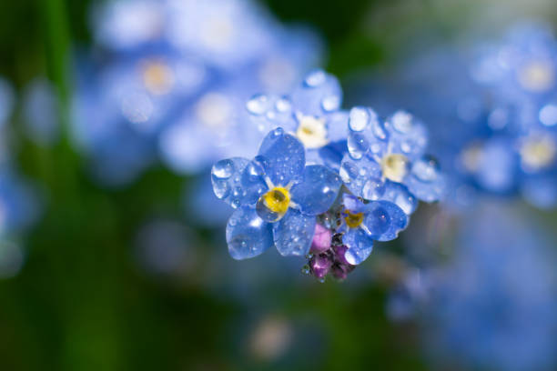 top view of macro forget-me-not flowers on bright sunlight. small sparkling water drops on blue petals. - bluebell bildbanksfoton och bilder