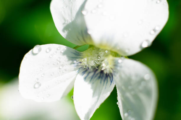 makro zdjęcie białego kwiatu viola canadensis. widok z bliska na różyczkę z nasłonecznioną rosą na płatkach - flame dew close up macro zdjęcia i obrazy z banku zdjęć