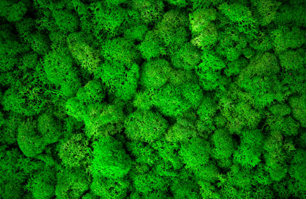 istock Green painted moss yagel for interior decoration 1371542821
