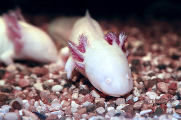istock Axolotl. Mexican walking fish. Ambystoma mexicanum. 1371543086