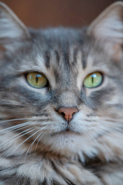 istock background with face of gray tabby cat 1371543303