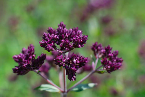 planta de orégano crescendo no jardim, planta florescendo. flores violetas de tempero principal e ingrediente alimentar. feche acima - herb garden healthy eating freshness marjoram - fotografias e filmes do acervo