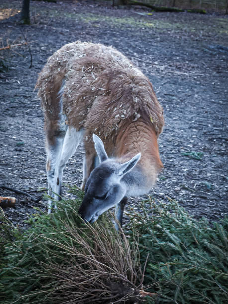 Young guanaco grazing on spruce tree branches in Wroclaw Zoological Garden, Poland.