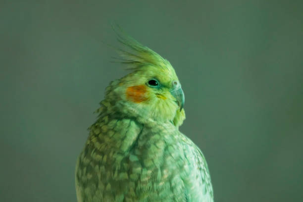 The cockatiel, also known as weiro bird, or quarrion, is a small parrot that is a member of its own branch of the cockatoo family endemic to Australia.