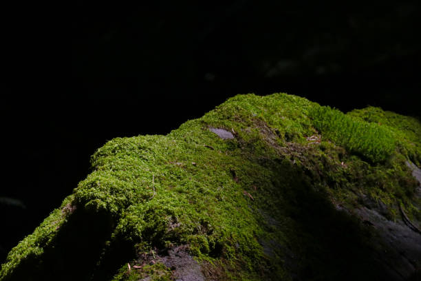 Young green moss on a rock in the forest