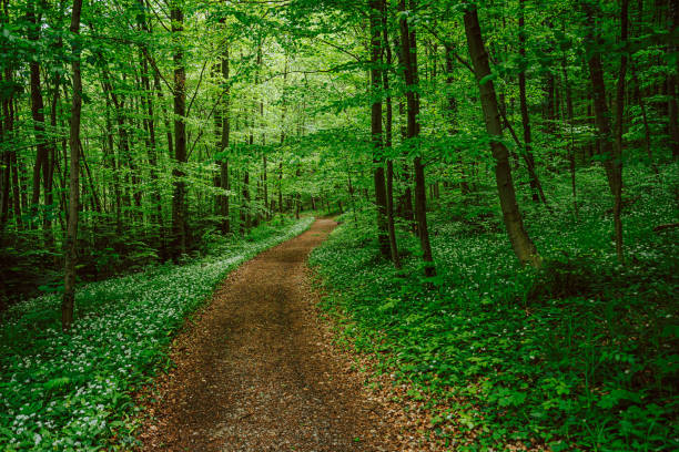 Dirt Road Through Fresh Green Forest full of Ramson Blooming on Overcast day in Spring