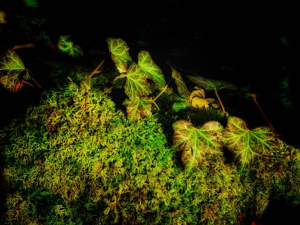 istock English Ivy 1371547929