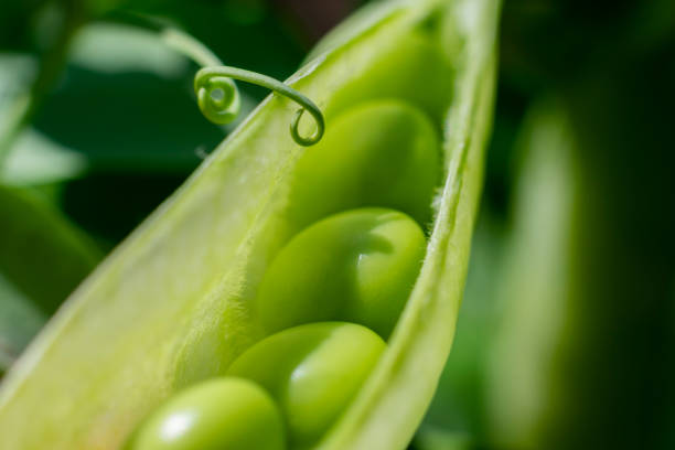 grüne süße erbse wächst im garten im sommer bei hellem sonnenlicht. runde erbsen in der reihe, geöffnete schote, makrofoto - green pea pea pod sweet food freshness stock-fotos und bilder