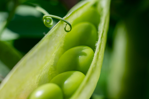 Green sweet pea growing in garden at summer on bright sunlight. Round peas in the row, opened pod, macro photo