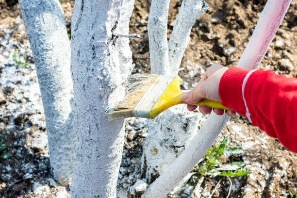 mão com pincel é branquear árvores frutíferas como método de proteção contra calor e sol. pintura de árvores frutíferas jovens por tinta látex à base de água para introdução de doenças, insetos e fungos. - waterbased - fotografias e filmes do acervo