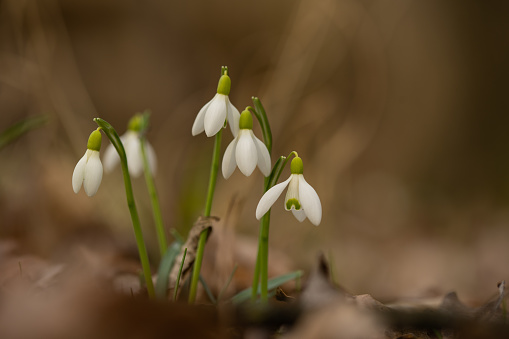 Spring Snowdrop Flowers with blurry morning sunlight Background,Beautiful Nature early Spring with White flowers of  Blurred Bokeh Lights with Copy Space background for your text